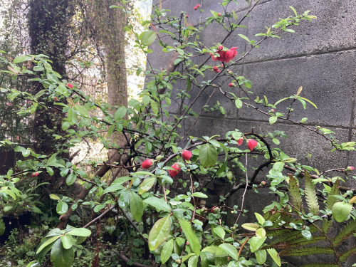 IMG_8387.jpeg