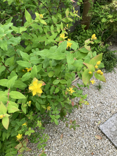 IMG_8502.jpeg