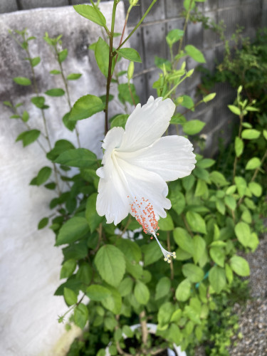 IMG_8620.jpeg