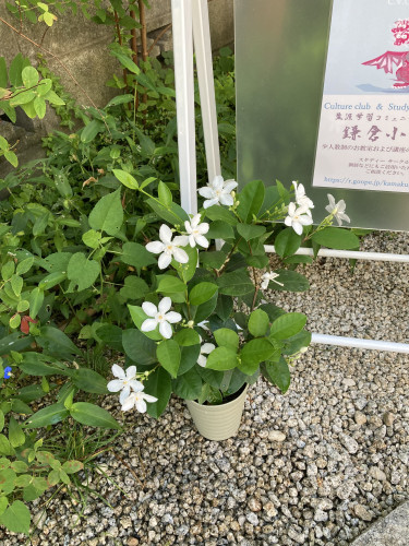 IMG_8625.jpeg