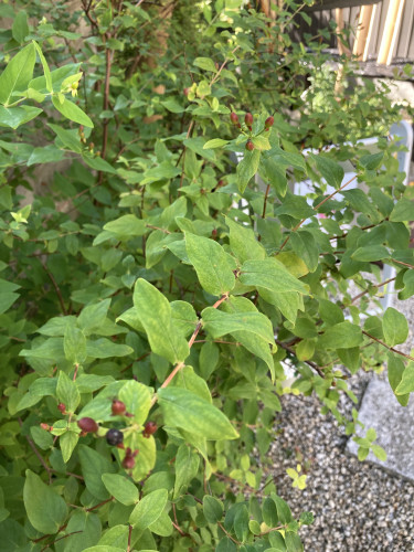 IMG_8626.jpeg