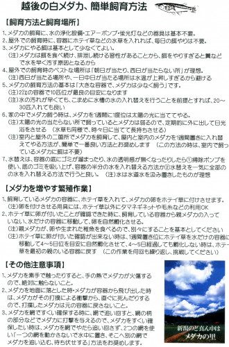 めだか飼育.jpg