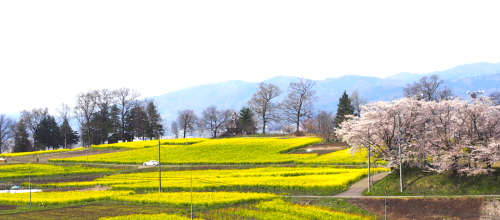 ひなたやまロッジからの菜の花畑.png