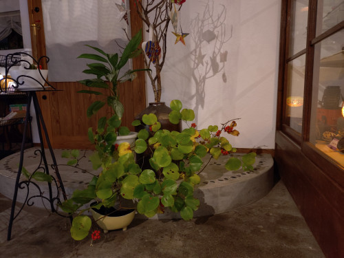 またまた届いた🥰山の恵み💖