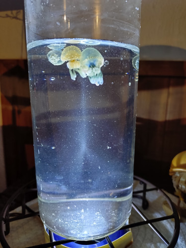癒しのタコクラゲ✨仲間入り💘
