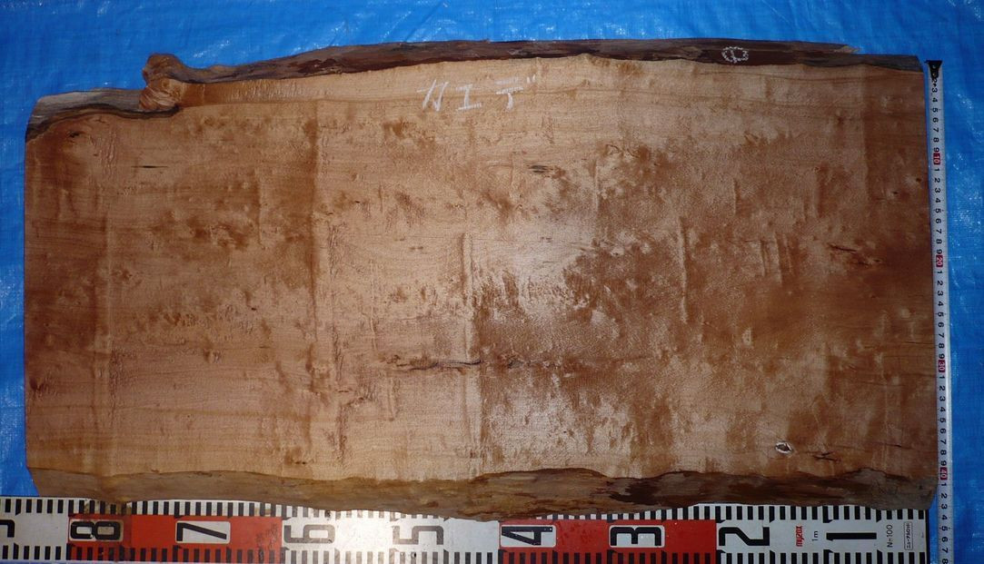 イタヤカエデ - WOODLUCK鈴木