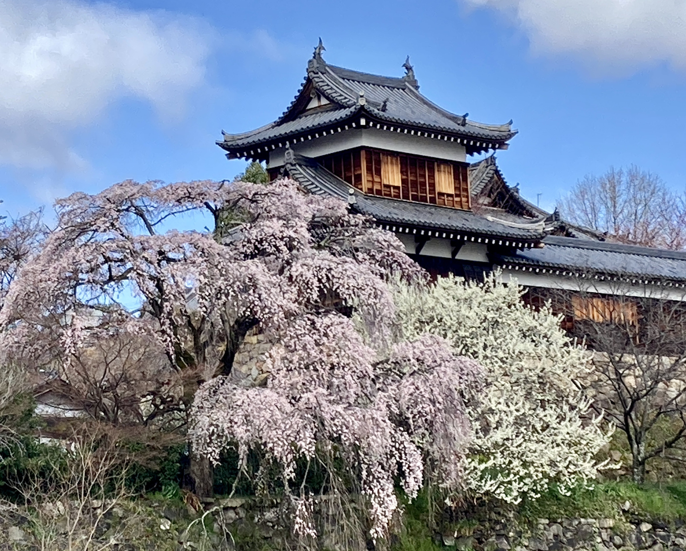 城址の桜は「さくら名所100選」にも選ばれています。沿線から見れる枝垂れ桜も美しいです。