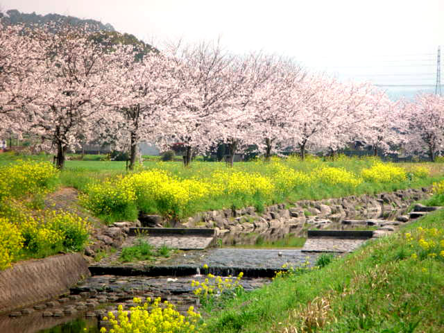草場川の桜並木と菜の花