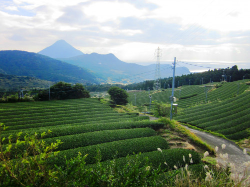 絶景薩摩富士とお茶畑
