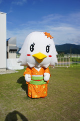 紅花柄.JPG