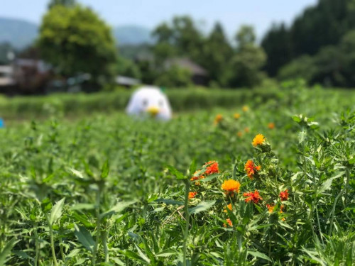 紅花その１.jpg