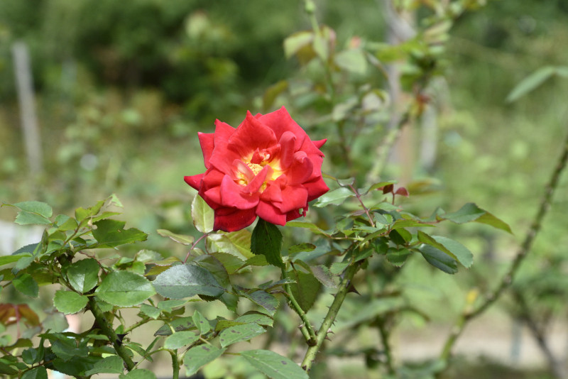 【開花情報】サンタ・マリアの谷のバラが開花してきました