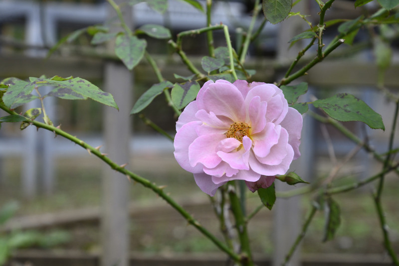 【開花状況】空気が乾いて微風、バラの香りをお楽しみください