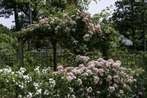 佐倉草ぶえの丘バラ園公式サイト ヘリテージローズが咲くバラ園