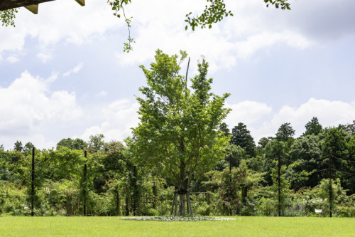 佐倉草ぶえの丘バラ園公式サイト ヘリテージローズが咲くバラ園