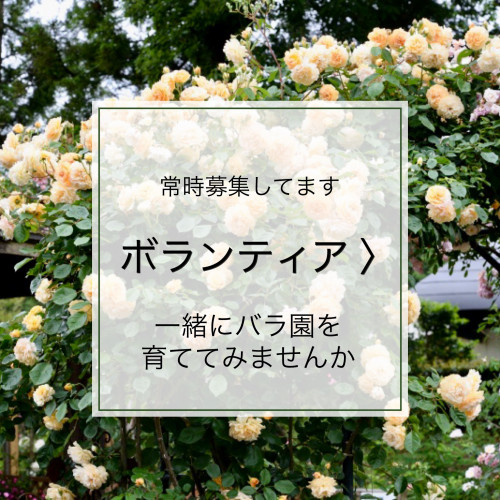 佐倉草ぶえの丘バラ園公式サイト ヘリテージローズが咲くバラ園