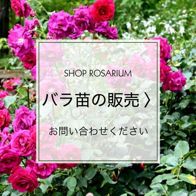 【SHOP】ROSARIUMより春のバラ苗販売、今季は６月13日（日）迄オープンしてます