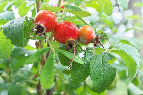 佐倉草ぶえの丘バラ園公式サイト ヘリテージローズが咲くバラ園