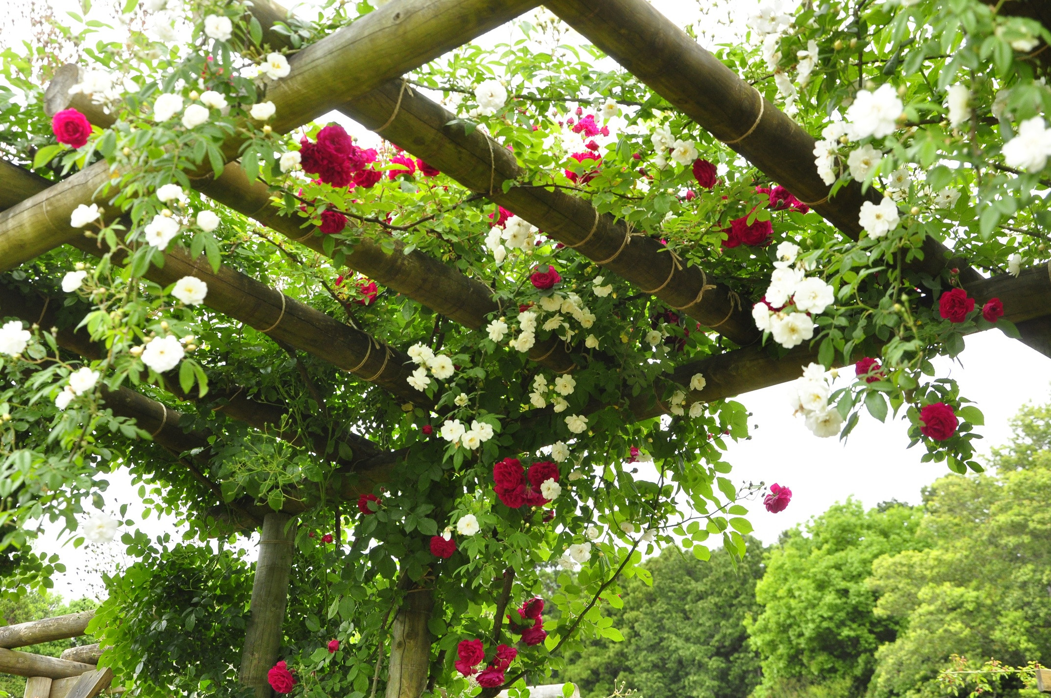 つるバラの誘引剪定講習会