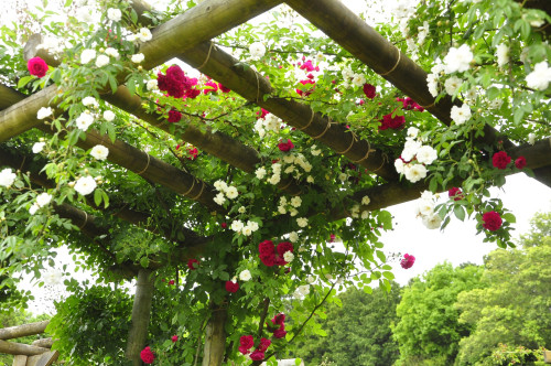 つるバラの誘引講習会
