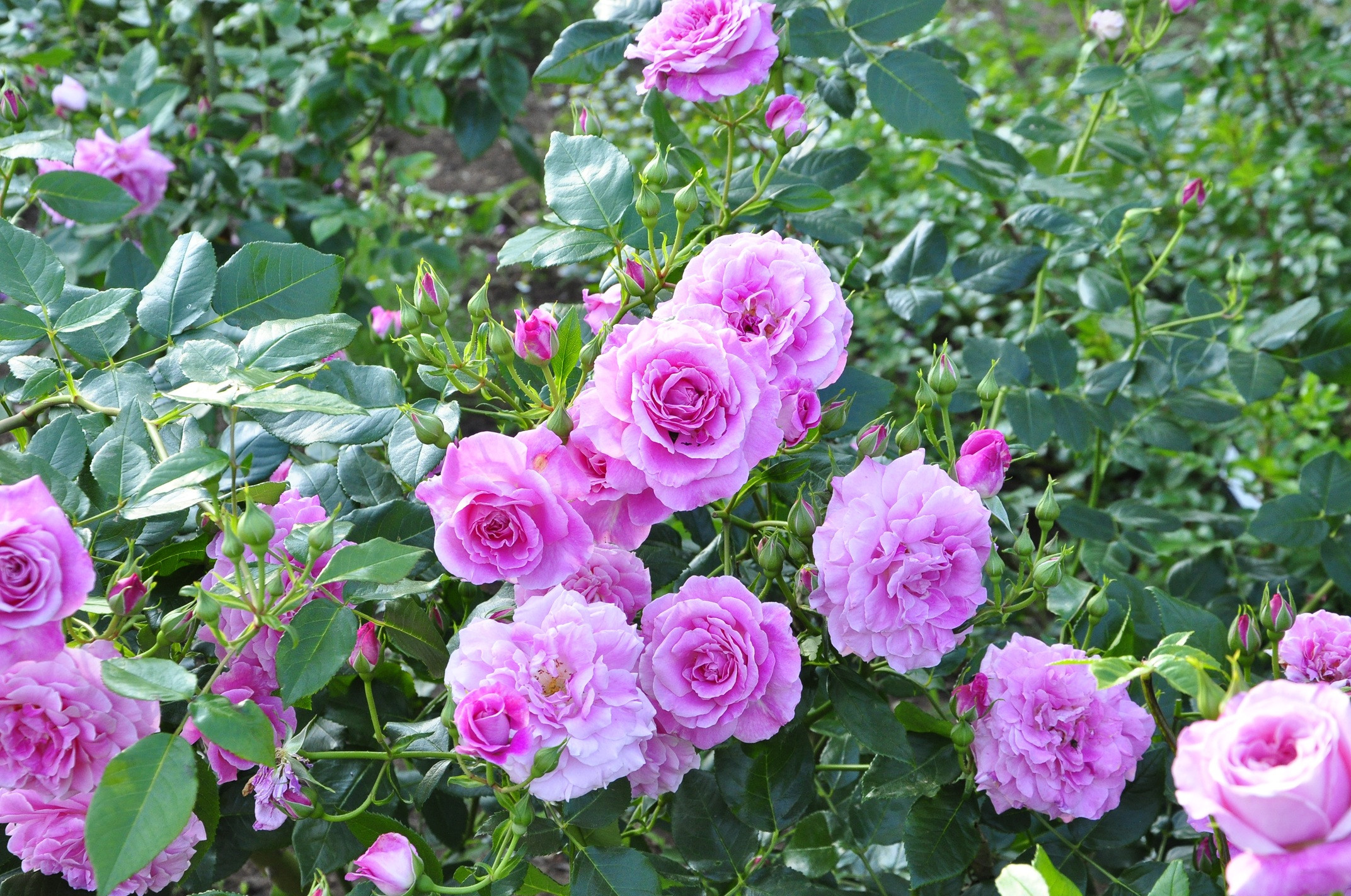 木バラの剪定講習会