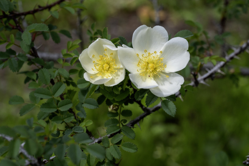 '26 春のROSARIUM オープン