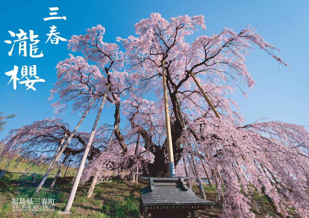 三春滝桜　樹齢推定1000年超、日本三大桜に数えられ天然記念物に指定された名木（画像：Find！三春）