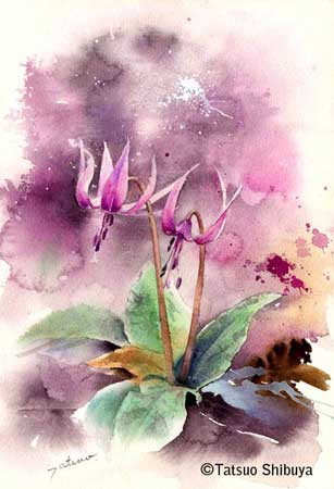 堅香子の花（カタカゴノハナ）　26×18cm