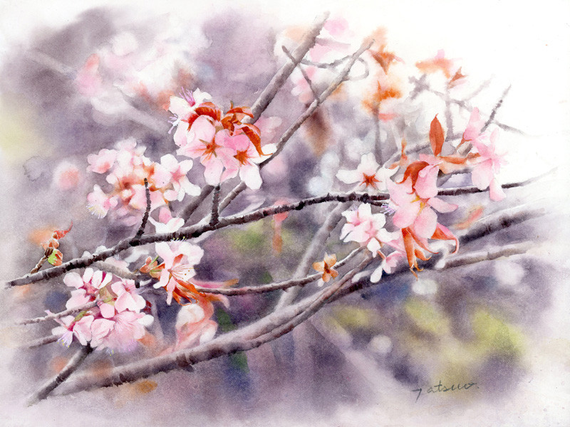 「陸郷山桜」  new