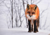 alainaudet-fox-710454_1920.jpg