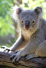 bear-3410310_1280.jpg