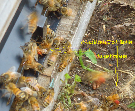 働き蜂（とち）.png