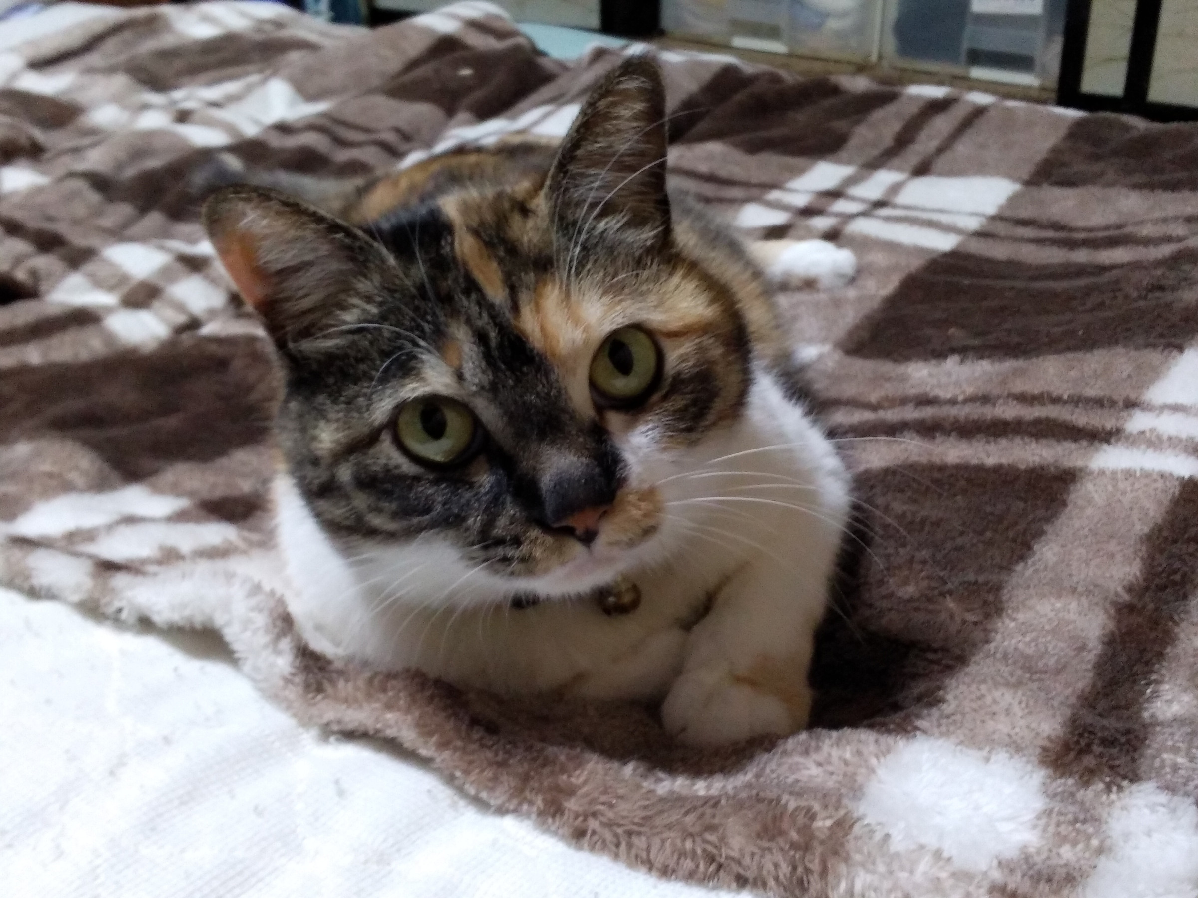 猫店長ヒナは家に居ます