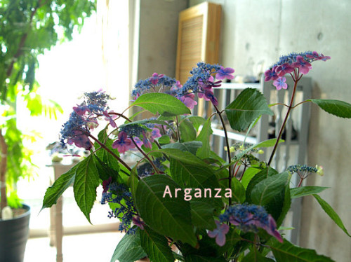 2015may_aji.jpg