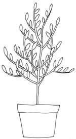 olive.jpg