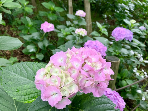 IMG_2082.jpeg