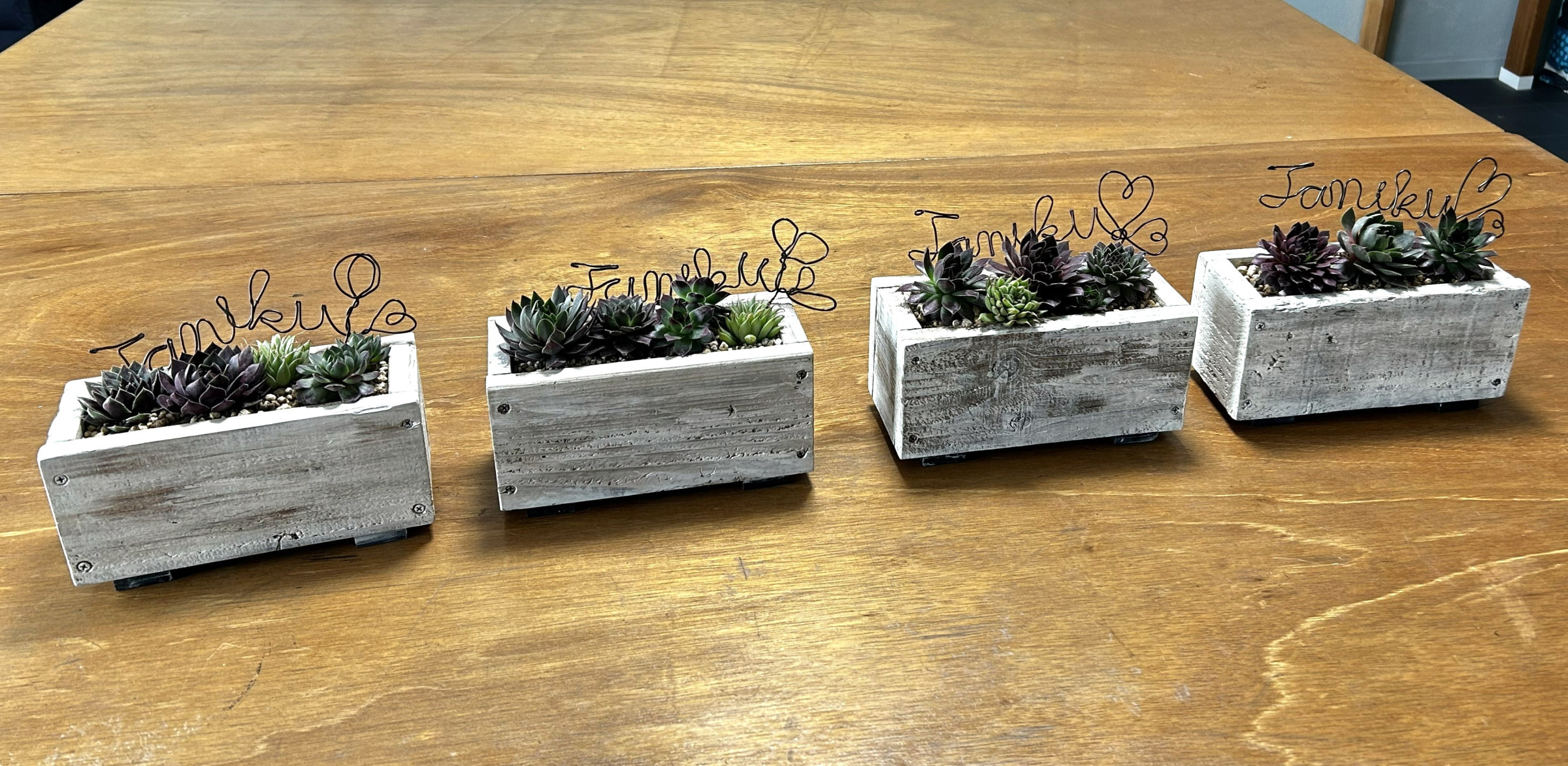 手しごと教室　センペルビウムの寄せ植え