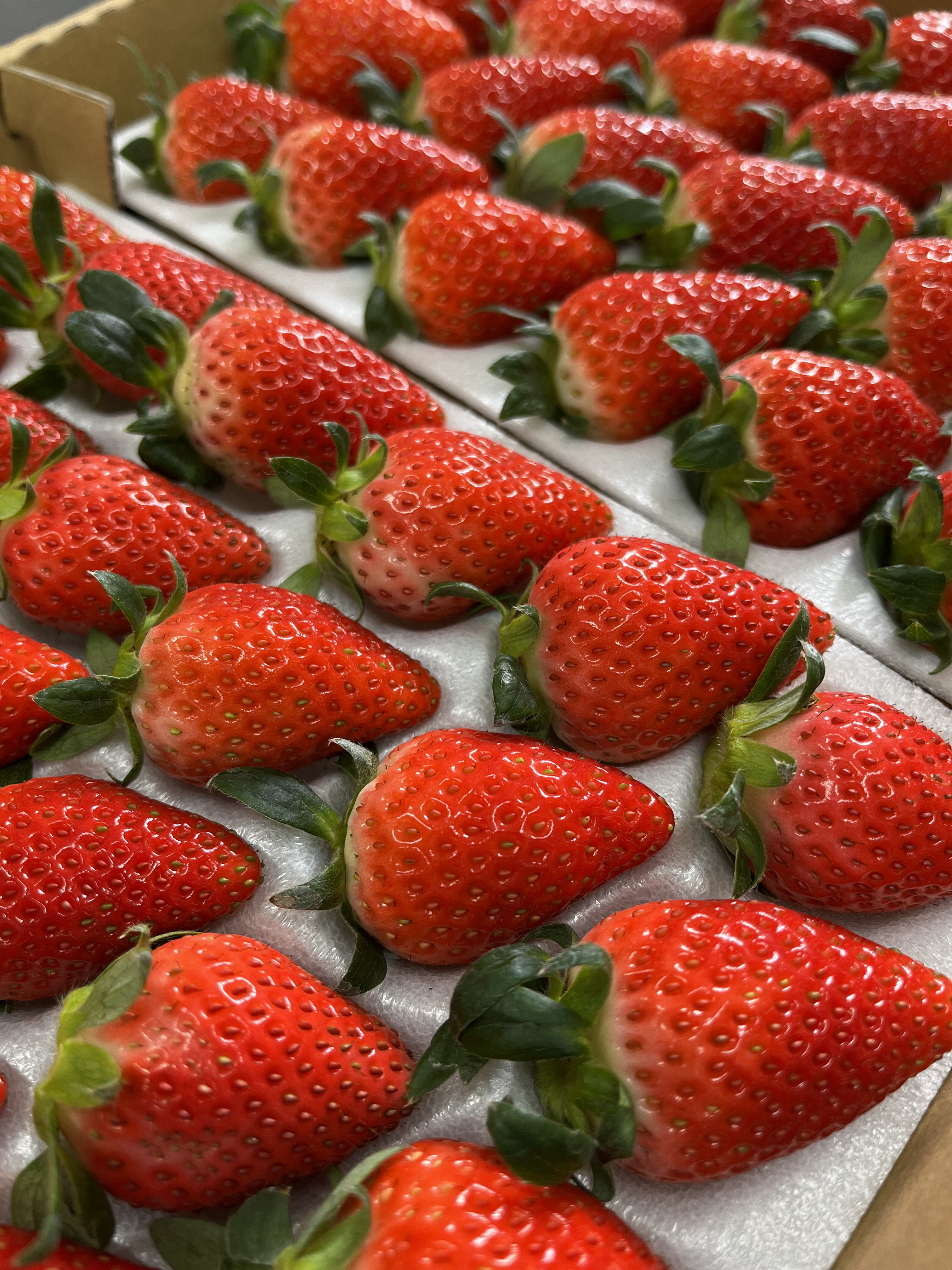 少しずつですが今シーズンのいちごのショートケーキが始まりました！