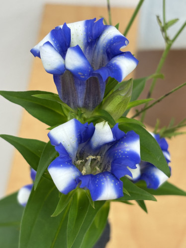 10月25日土曜日講座のお花