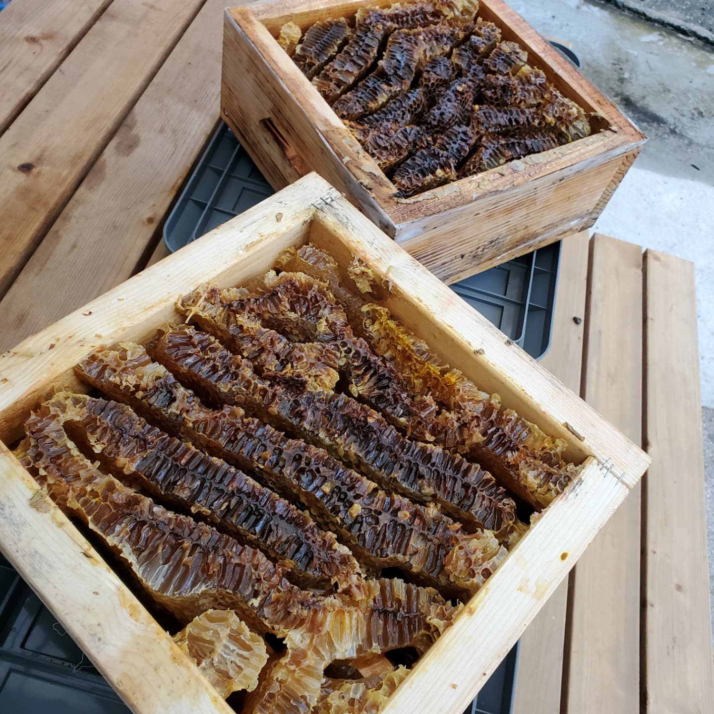 日本ミツバチの採蜜