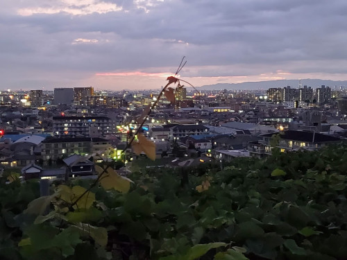今シーズンの「ぶどう狩り」の予約は終了しました。