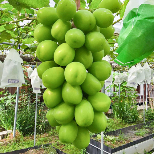 シャインマスカット（種なし） Shine Muscat (Seedless)