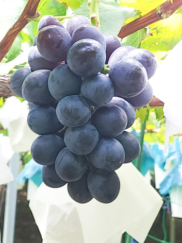 ブラックビート（種なし） Black Beat (Seedless)