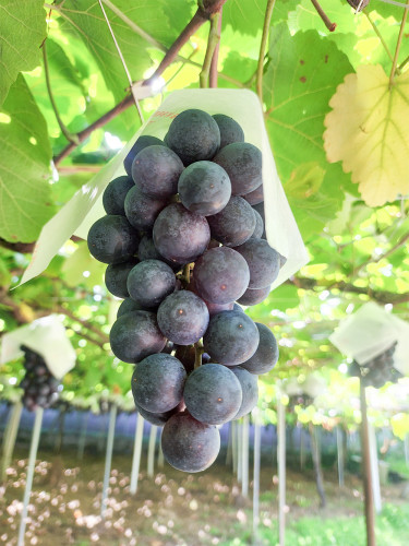 マスカット・ベリーＡ（種なし・種あり） Muscat Bailey A (Seedless/With seeds)
