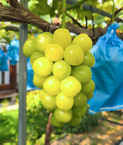 マスカサーティーン（種なし） Muscat Thirteen (Seedless)