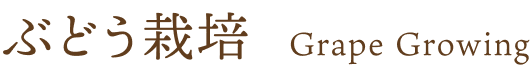 ぶどう栽培 Grape Growing
