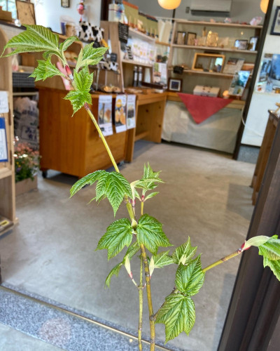 メイプルシロップの木　ウリハダカエデの苗販売