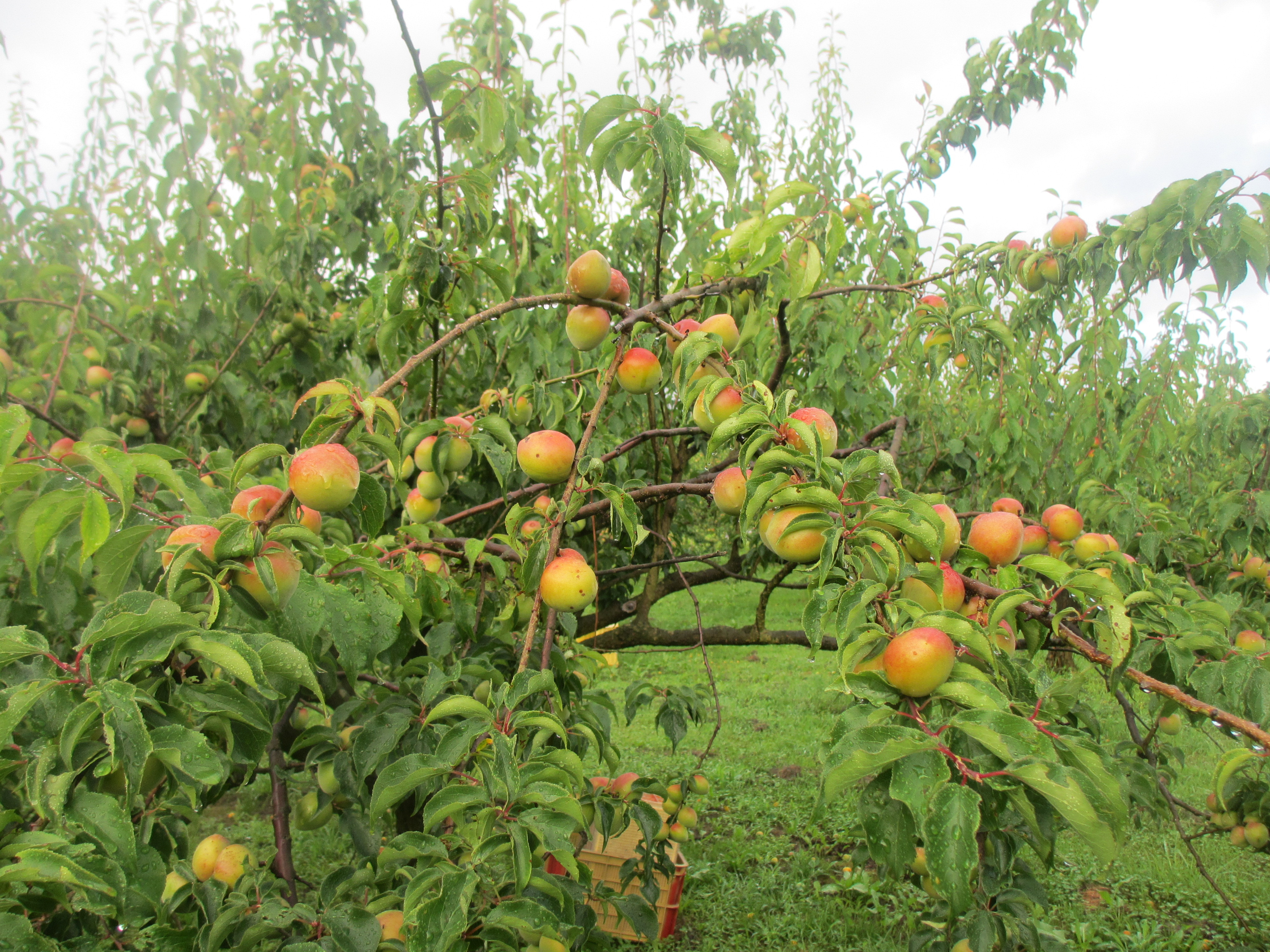 青梅の色違い - 石橋梅園