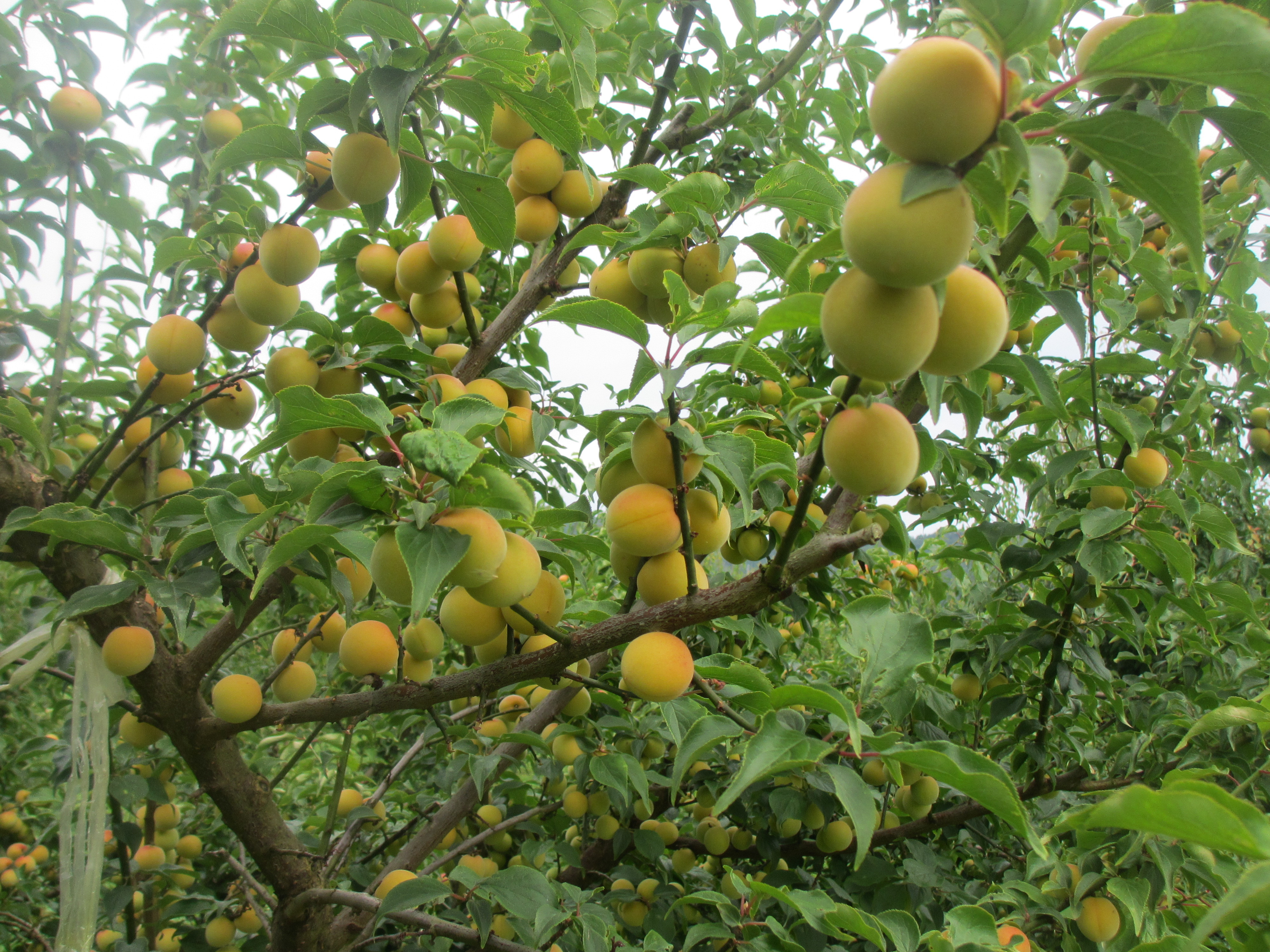 青梅の色違い - 石橋梅園