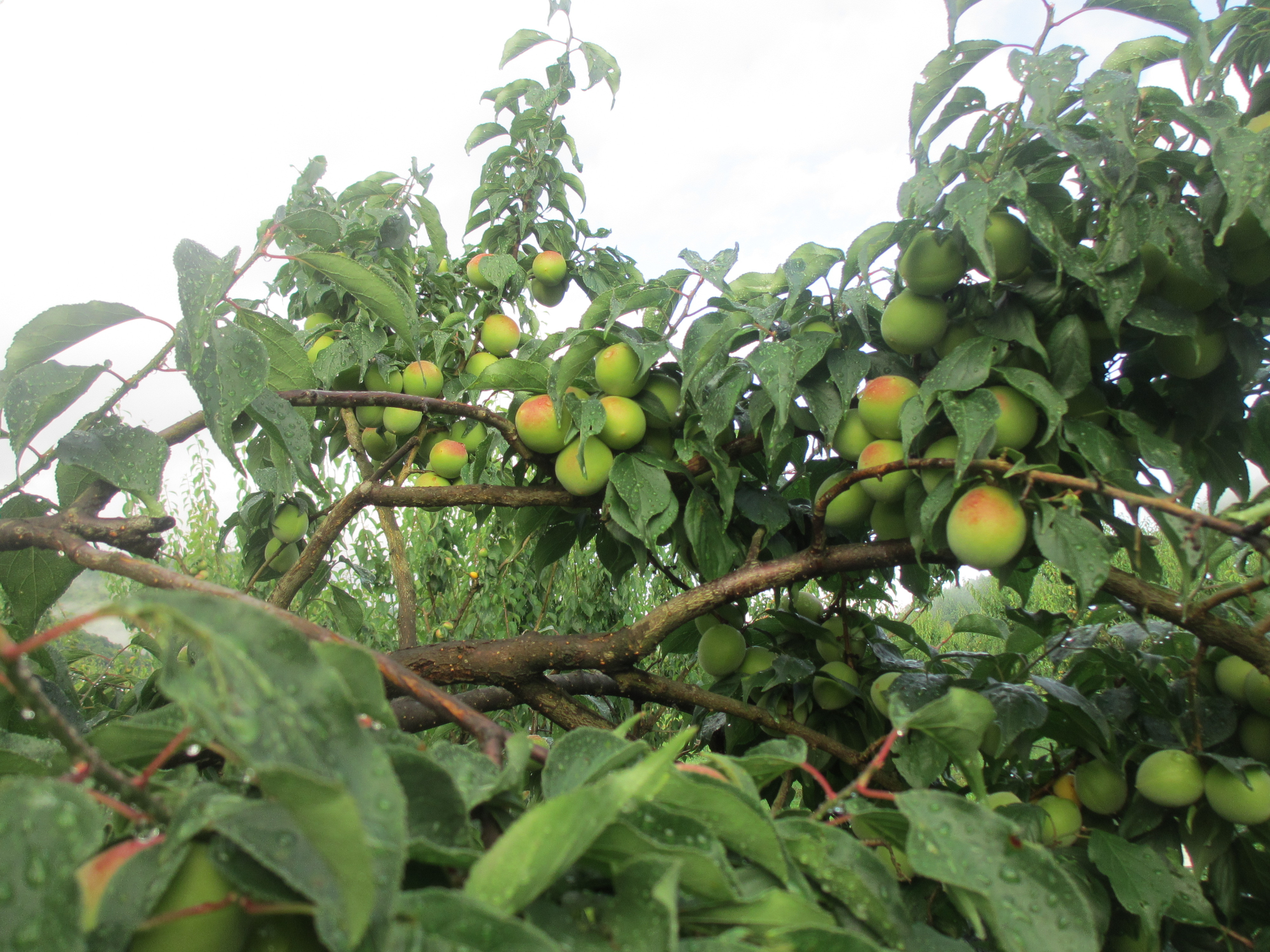 青梅の色違い - 石橋梅園